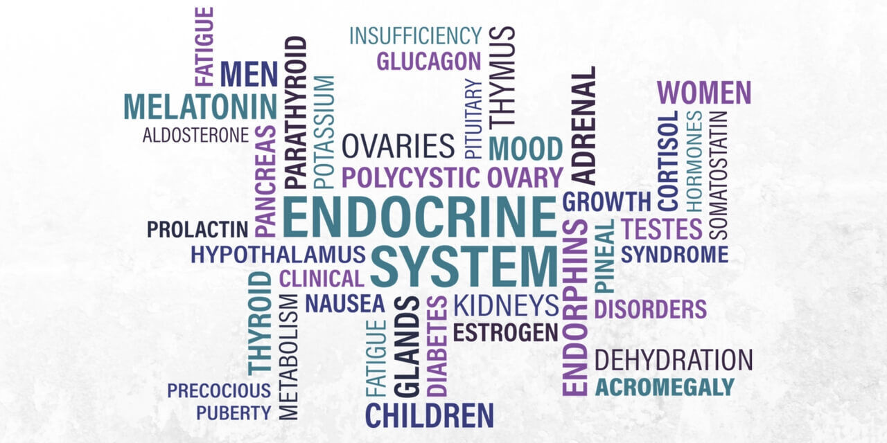Endocrine System Foods