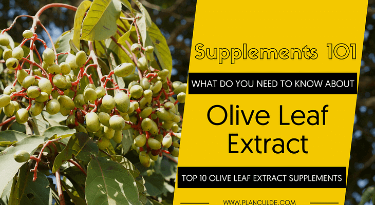 TOP 10 OLIVE LEAF EXTRACT SUPPLEMENTS